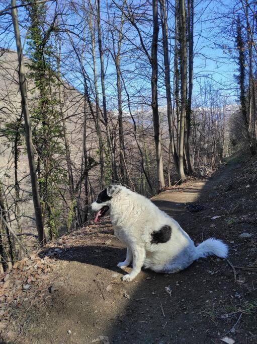 Casa Del Cios Calda E Intima Casetta Immersa Nel Verde Delle Montagne Alpe Basciumo Bagian luar foto