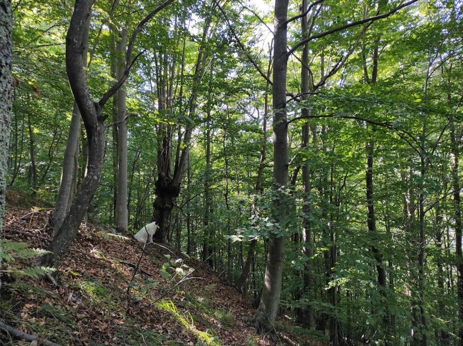 Casa Del Cios Calda E Intima Casetta Immersa Nel Verde Delle Montagne Alpe Basciumo Bagian luar foto